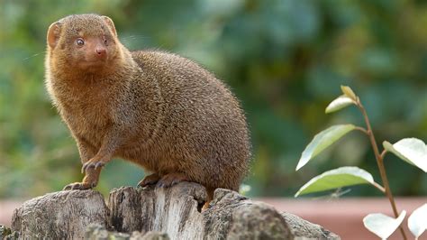 World of Mongoose: Breeds, Behavior, Characteristics, Diet and Beyond