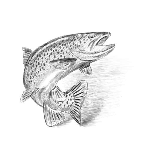 Fish pencil drawing Art Print by KolonjArt - X-Small | Fish pencil ...