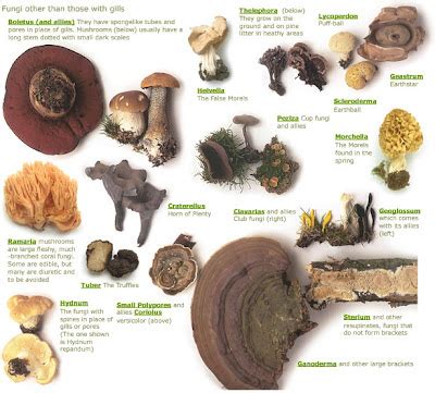 Highland Holiday Cottages nr Aviemore: Wild Mushroom Id Chart (to view larger right click on ...