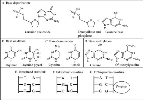 Types of DNA damage. ( A ) Depurination of a guanine nucleotide,... | Download Scientific Diagram