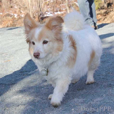 Corgipoo | Corgi poodle mix, Corgi cross breeds, Mixed breed puppies