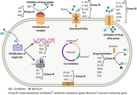 Mechanisms Of Antibiotic Resistance