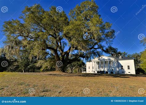 The George Washington Oak at Beautiful Hampton Plantation Stock Photo ...