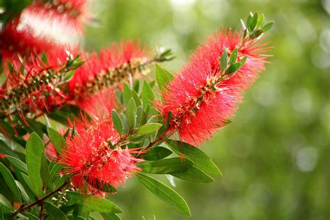 Bottlebrush | Nature, Plants, Photo