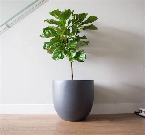 Modern Extra Large Indoor Planters - myscrappylittlelife