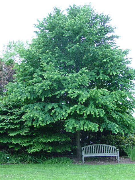 Katsura Tree Comes Home To America | What Grows There :: Hugh Conlon, Horticulturalist ...