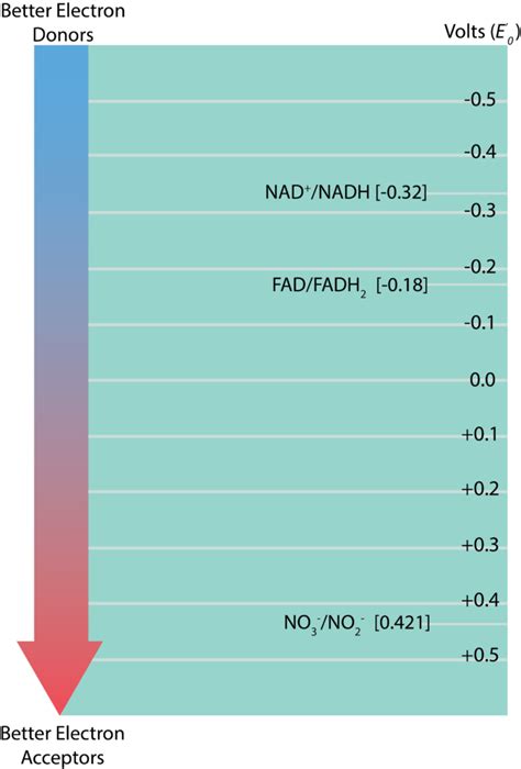 8.1 Energy, Redox Reactions, and Enzymes – Microbiology: Canadian Edition