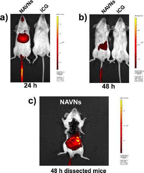 Emerging Biomedical Applications of the Vesicular Stomatitis Virus ...