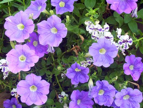 Purple And White Flowers Free Stock Photo - Public Domain Pictures