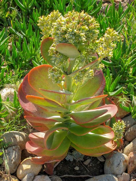 Kalanchoes: Plant Care and Collection of Varieties - Garden.org