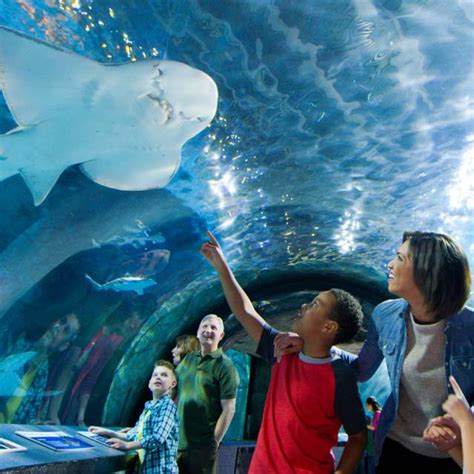 Newport Aquarium | Aquariums in Cincinnati | Visit Cincy