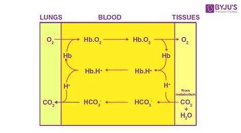 Bohr Effect - Experimental Discovery, Allosteric interactions, Bohr Effect vs Haldane Effect ...