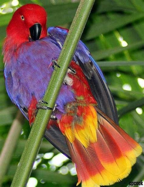 Female Eclectus Parrot, the colors are incredible! | Pretty birds, Birds, Parrot