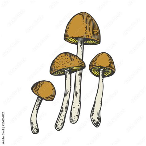 Narcotic psychedelic mushroom psilocybin color sketch engraving vector illustration. Scratch ...