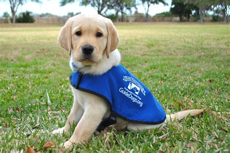 Puppies! Hug ‘Em in Florida at Southeastern Guide Dogs!