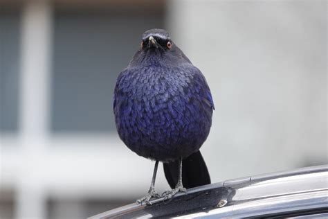 Enyaliang12 on Tumblr: Round bird A very round borb Orb borb Chilling on a van in the parking ...