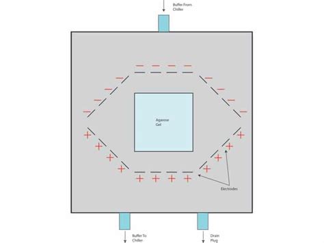 Pulsed Field Gel Electrophoresis – The Basics - Bitesize Bio