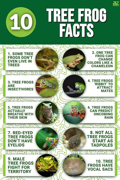 10 Incredible Tree Frog Facts - A-Z Animals