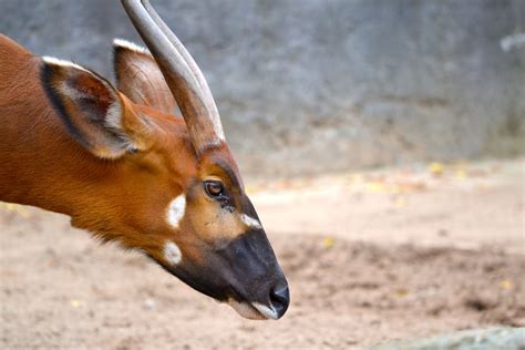 brown and black animal on brown soil photo – Free Australia Image on Unsplash