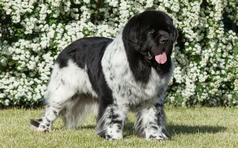 Landseer Puppies Breed information & Pictures