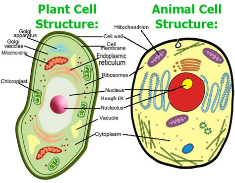 Plant And Animal Cell Diagram Labeled