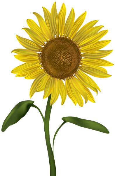 Sunflower Transparent PNG Clip Art Image | Gallery Yopriceville - High ...