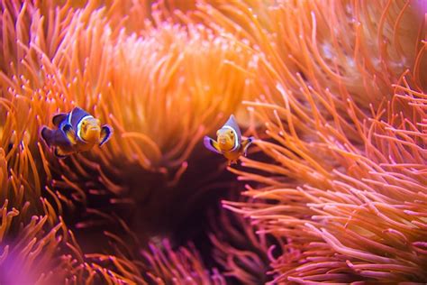 Premium Photo | Coral reef clownfish