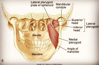 medial and lateral pterygoid plate - digitalpaintingforthecompletebeginner