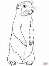 30 Prairie Dog Coloring Pages Free Printable sketch template