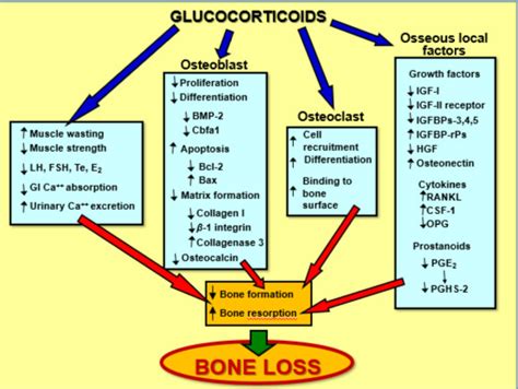 Glucocorticoids Mechanism Of Action