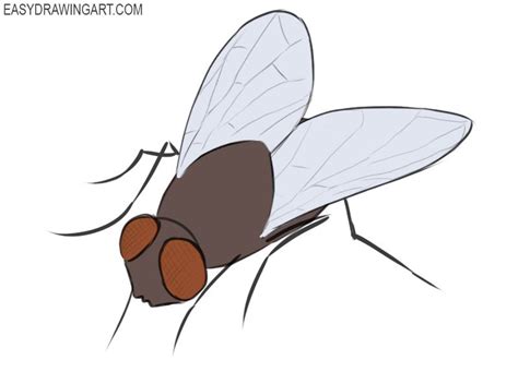 How to Draw a Fly | Easy Drawing Art | Easy drawings, Fly drawing, Drawings