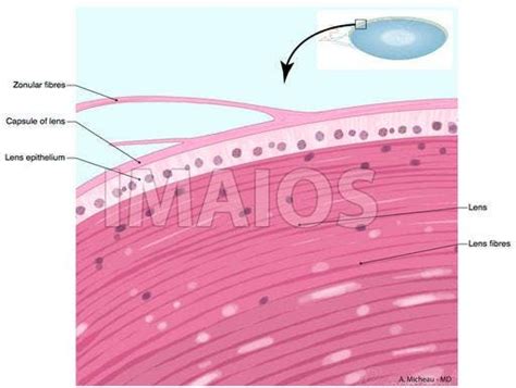 Lens (Eye) - Histology: Capsule of lens, Lens substance Cortex of lens ...