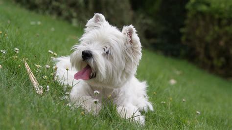 West Highland White Terrier Dog Breed - Pictures, Information, Temperament, Characteristics ...