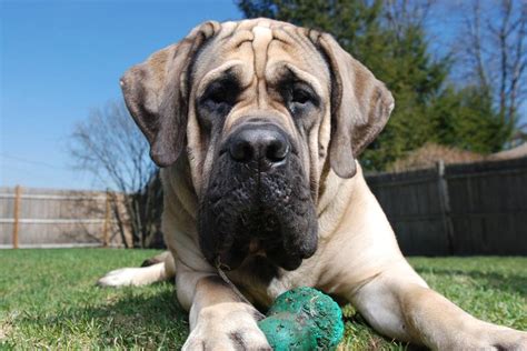 Belgian Mastiff: Everything You Need to Know - PetTime