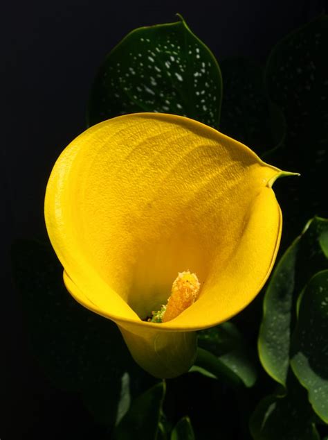 Exotic Floral Beauty: Arum Lily Arrangement | Scentopia Singapore