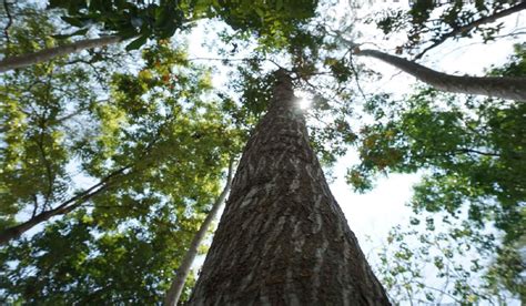 Mahogany tree: Facts, uses, benefits, grow tips and care