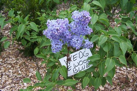 WEDGEWOOD BLUE a small blue lilac, a good bloomer and so blue | Lilac ...