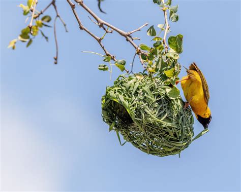 Bird Nests - Types, Material, & How You Can Help - Buffalo Bill Center ...