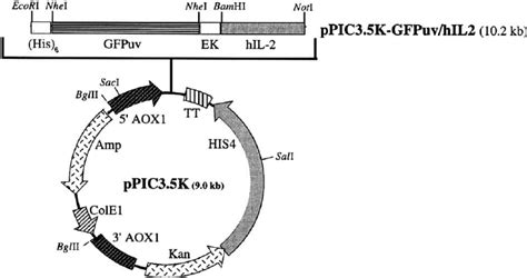 Gene map of recombinant plasmid pPIC3.5K-GFPuv/hIL2. Abbreviation ...