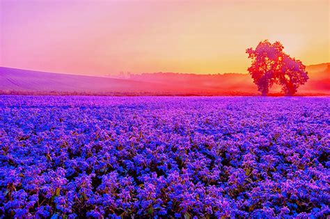 Lavender Field Desktop Wallpaper 4k