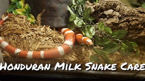 Honduran Milk Snake Care Guide (Basic) - YouTube