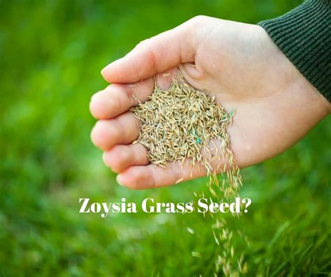 Zoysia Grass Seed for Houston - Pearland Sugar Land Richmond Katy TX