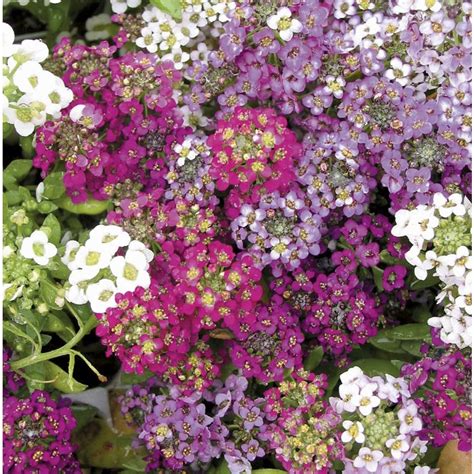 1-Pint Alyssum (L15021) | Plants, Container flowers, Alyssum