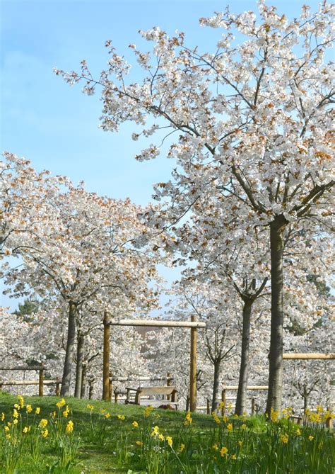 Visiting the Cherry Blossom Trees at Alnwick Garden | New Girl in Toon