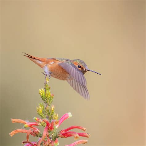 Allen\'s Hummingbird Photograph by Taksing (????) - Pixels