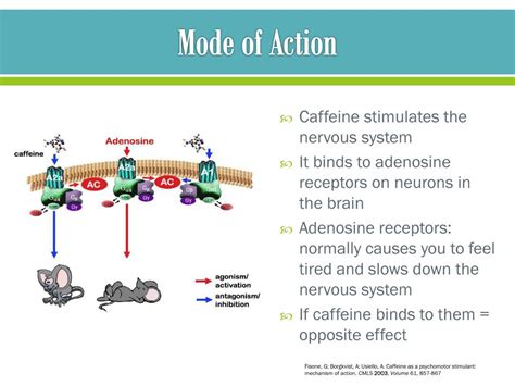 Mechanism Of Action Of Caffeine Citrate In Neonates - IMAGESEE