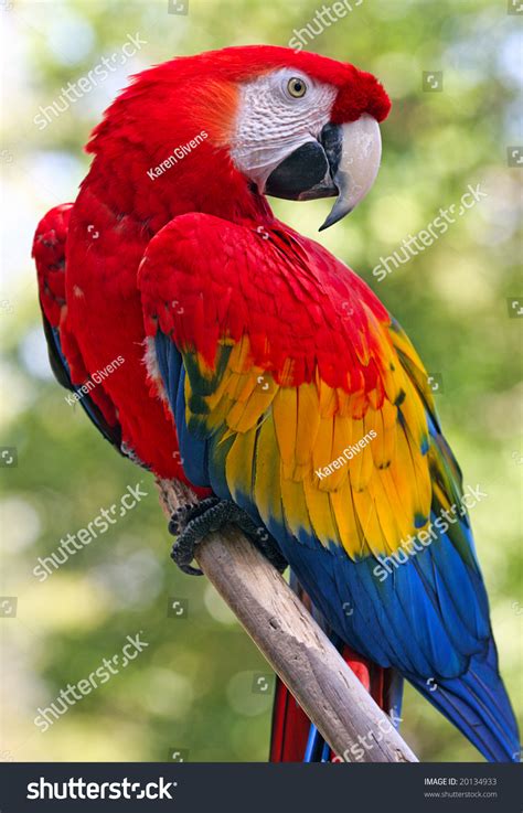 Red Parrot Stock Photo 20134933 - Shutterstock