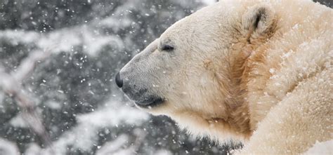 Cochrane Polar Bear Habitat doing well since opening on Canada Day - My Cochrane Now