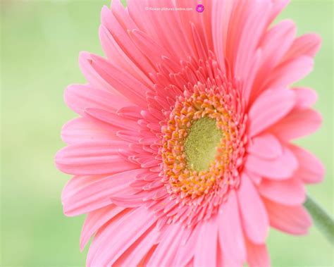 🔥 Download Pink Flower Wallpaper by @coconnor40 | Free Flower Desktop ...
