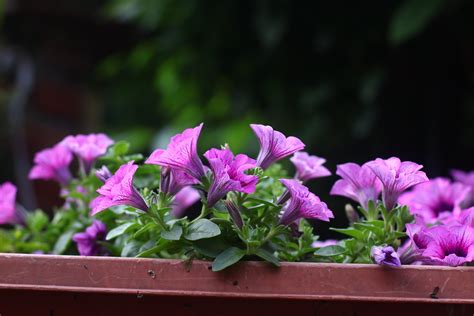 Adding Plants to Your Lanai — Lanai Guy